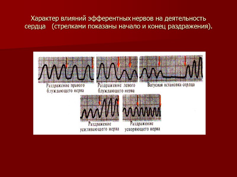 Характер влияний эфферентных нервов на деятельность сердца   (стрелками показаны начало и конец